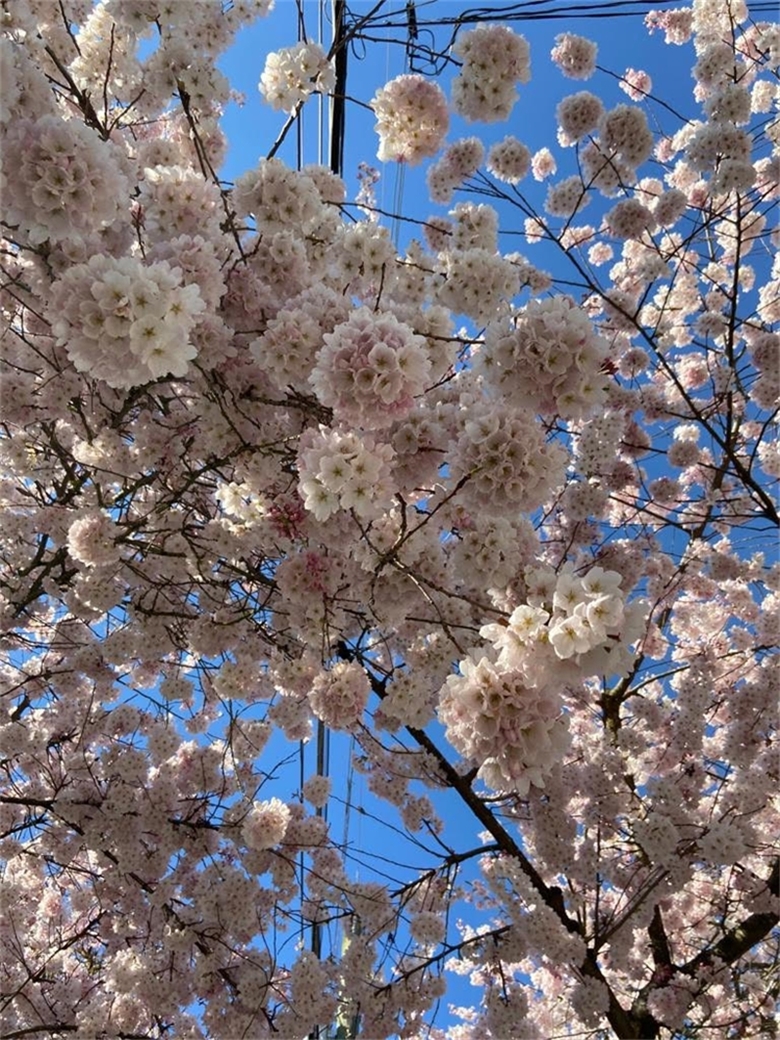 Bir Sakura Hikayesi
