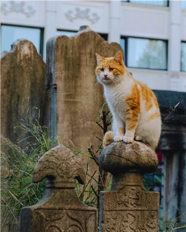 Kimsesizler Sokağı