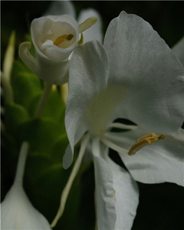 Baharın Habercisi; Nergisler!