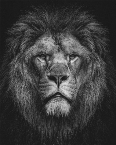 Sessiz Bir Aslan ve Ölümü