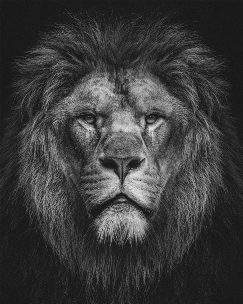 Sessiz Bir Aslan ve Ölümü