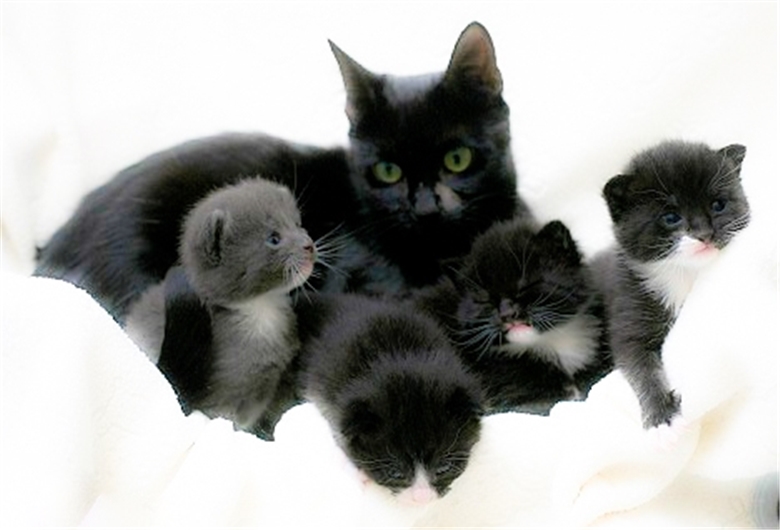 Какие черные котята есть. Черная кошка с котятами. Серо черный котенок. Котята черные с мамой. Серо-белый котёнок.